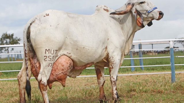 Vaca dá leite quando não está prenha ou com bezerro?
