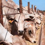 Confinamento de gado de corte: como aumentar o lucro