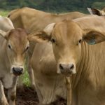 Brinco para gado: por que e como utilizar?
