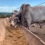 Ração para gado barata: como preparar?