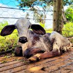 Nascimento de bezerro: como acolher bovinos no pós-parto