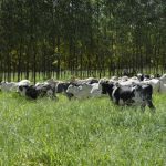 Sombra no pasto aumenta a produtividade do gado?