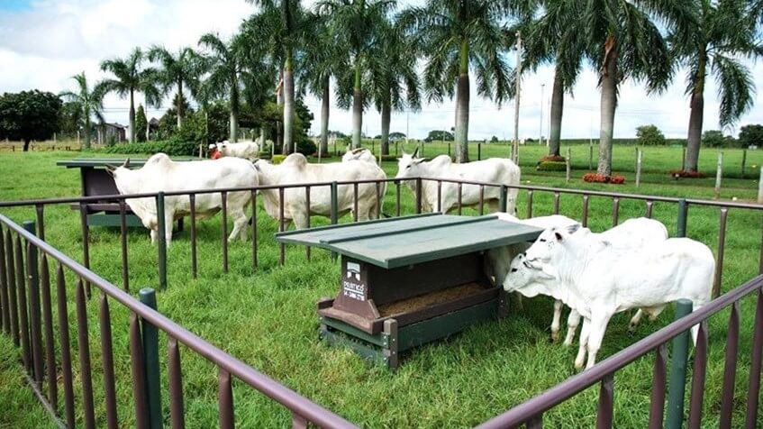Engorda de bezerros acelerada com atenção especial creep feeding movel - Engorda de bezerros acelerada com atenção especial