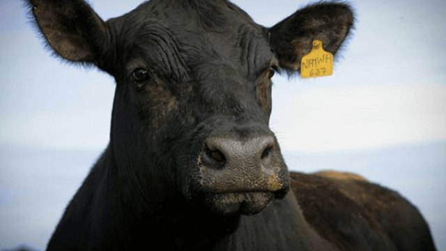 Cuidados na aplicação de medicamentos em bovinos
