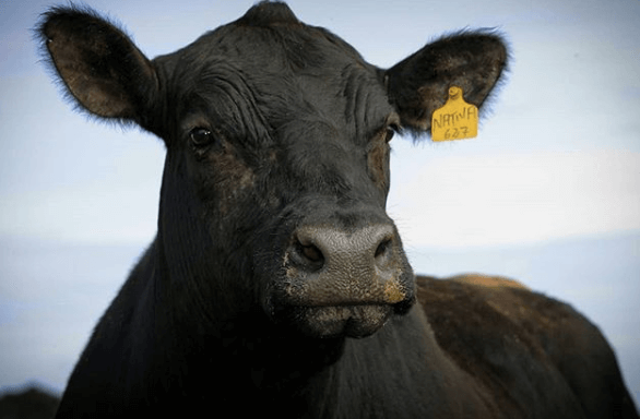Cuidados ao aplicar medicamentos em bovinos