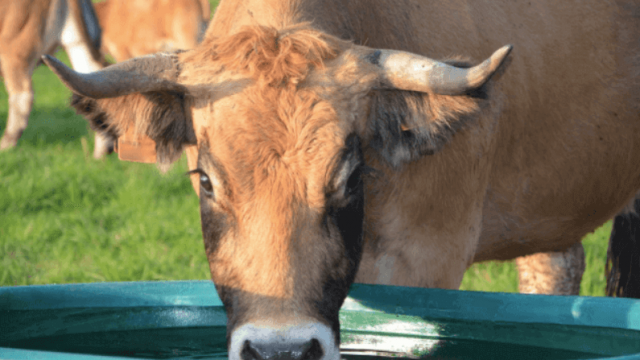 Água para gado: essencial para evitar a perda de peso