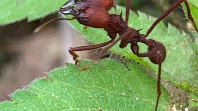 Como eliminar formigas cortadeiras