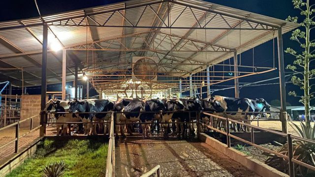Como a temperatura afeta a bovinocultura leiteira?