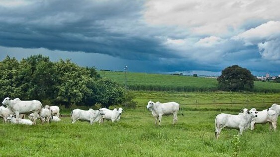 Engorda a pasto e a alta lucratividade gado chuva - Engorda a pasto e a alta lucratividade