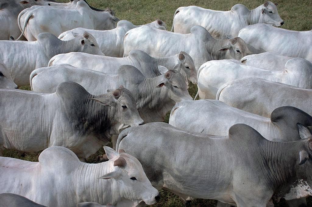 sal mineral para gado aumenta a produtividade