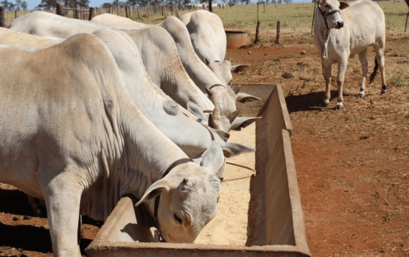 Sal mineral para os bovinos