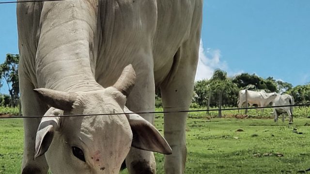 Retenção de placenta em vacas: o que fazer e como prevenir