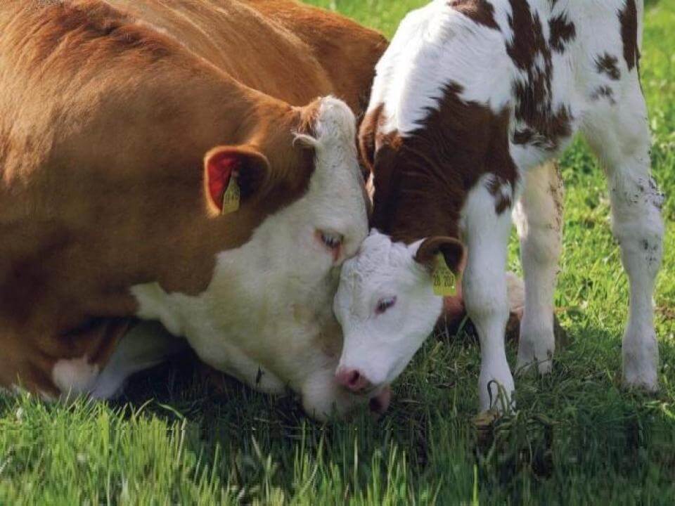 Bezerro com a mãe