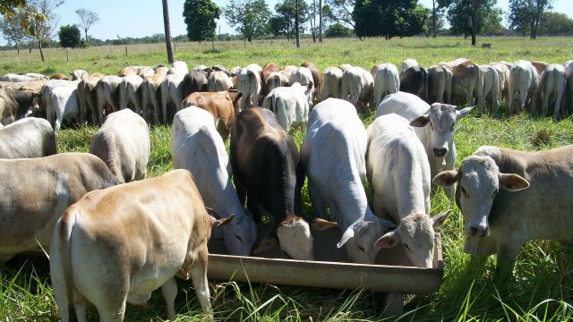 Alimentação do gado de corte nas primeiras chuvas