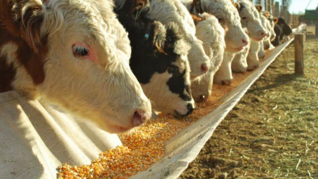 Milho para gado: formas de consumo