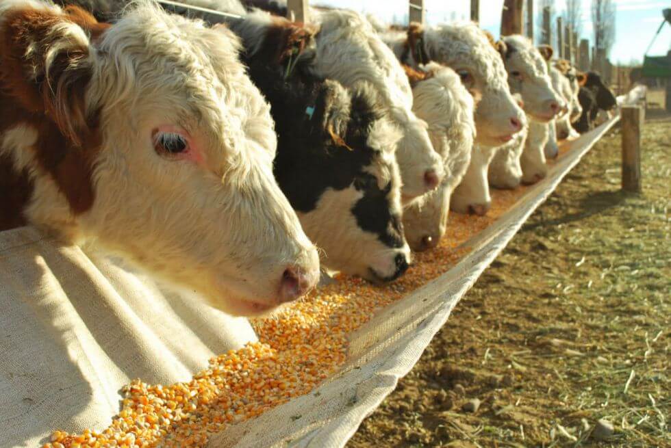 Milho para o gado: formas de consumo gado comendo milho - Milho para o gado: formas de consumo