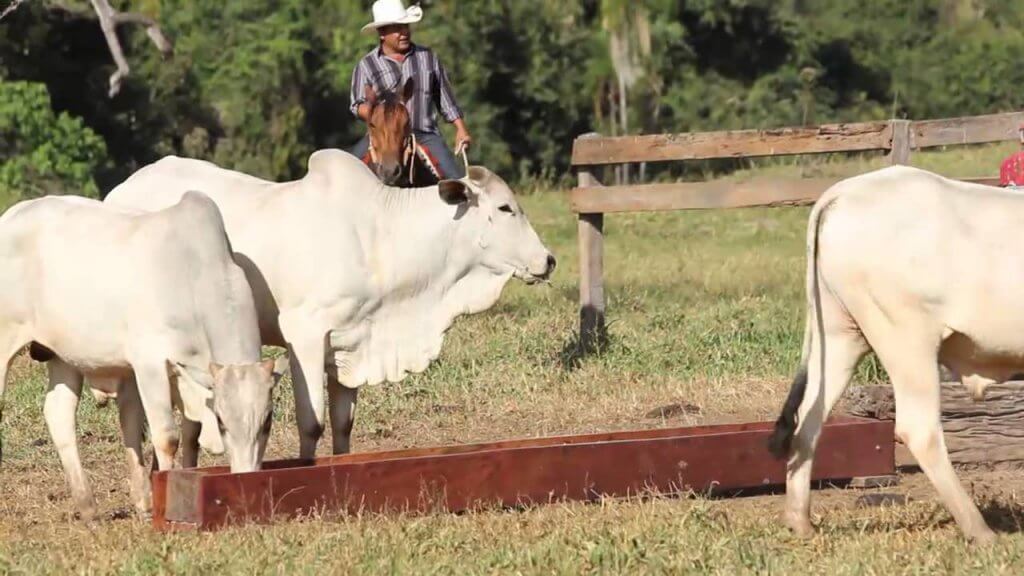 Uso de enxofre para gado enxofre para gado 1024x576 - Uso de enxofre para gado