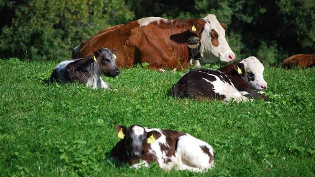 Cruzamento de vacas leiteiras