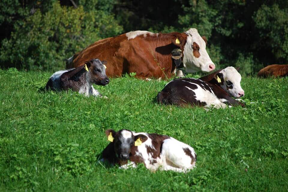 Cruzamento de vacas leiteiras