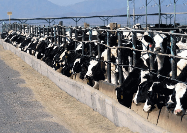 Confinamento a pasto aumenta o peso do gado na fase de terminação