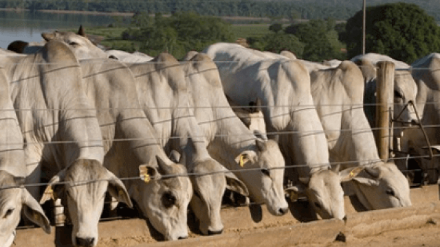 Confinamento bovino: como aumentar as arrobas?