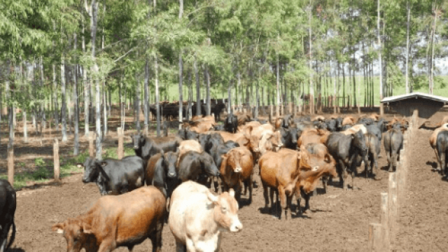 Confinamento de gado em pequenas propriedades
