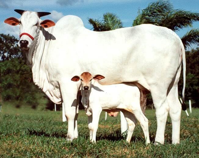 reprodução de gado
