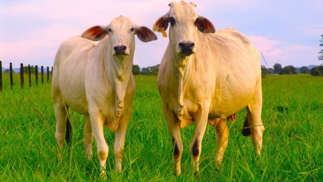 Homeopatia para gado funciona?