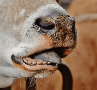 A análise dos incisivos auxilia no conhecimento da idade dos bovinos 
