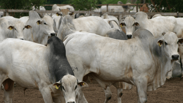 Vender o gado: qual o momento ideal?