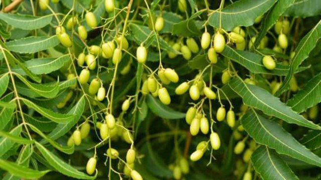 Como usar o óleo de neem no combate à parasitas