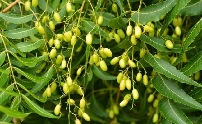 Oléo de Neem para gado: combate à parasitas oleodeneemparagado - Oléo de Neem para gado: combate à parasitas