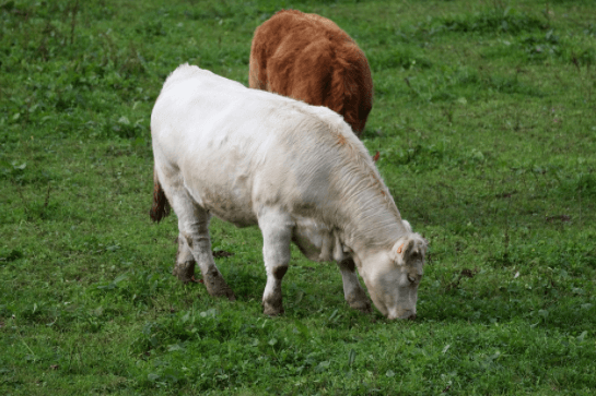 reprodução de bovinos