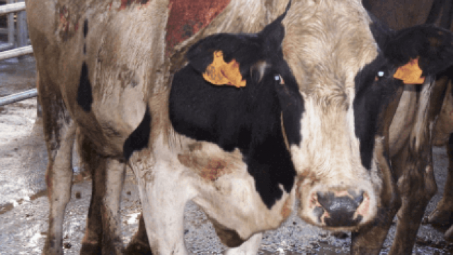 Requeima em bovinos: como prevenir e tratar?