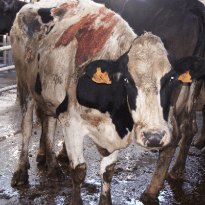 Requeima em bovinos é causada por intoxicação.