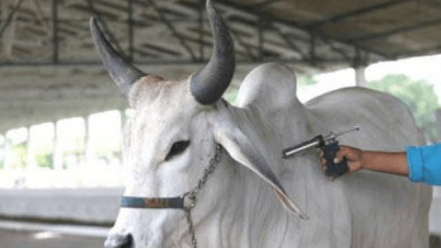 Principais vacinas para bovinos no Brasil