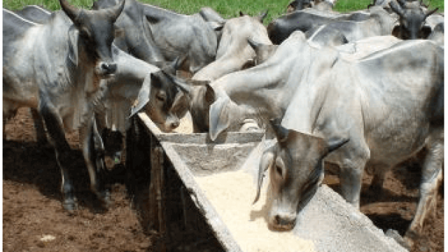 Sal mineral para bovinos: como fazer?
