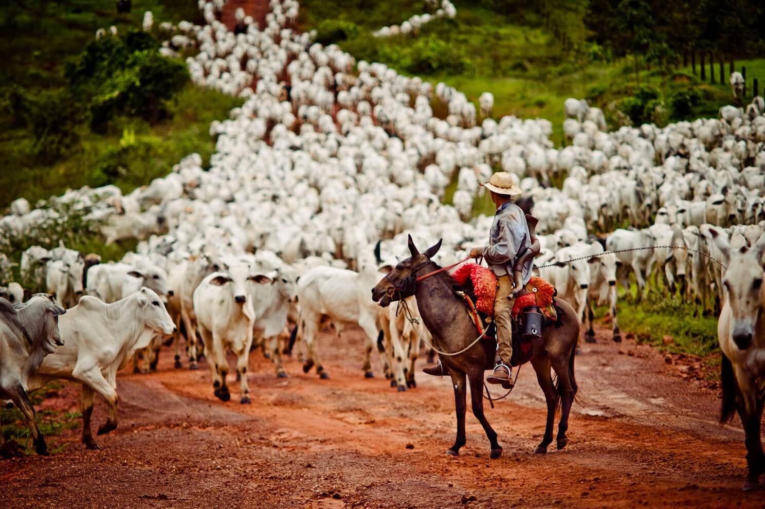 Como ter engajamento da equipe na pecuária vermífugo cria resistência jpg - Como ter engajamento da equipe na pecuária