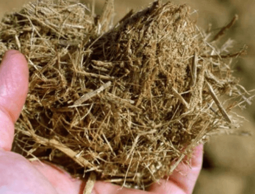 Uso do bagaço de cana para bovinos auxilia na nutrição e economia da propriedade. Foto: Iepec Uso do bagaço de cana para bovinos auxilia na nutrição e economia da propriedade. Foto: Iepec