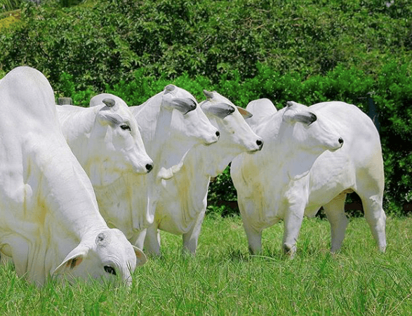 Saber como limpar o pasto pode aumentar sua produtividade em até 50%. Saber como limpar o pasto pode aumentar sua produtividade em até 50%.