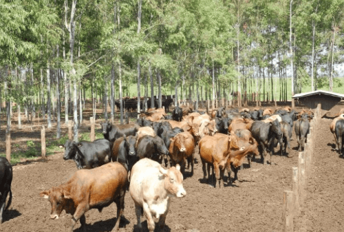 Como iniciar o confinamento em pequenas propriedades confinamento em pequenas propriedades - Como iniciar o confinamento em pequenas propriedades