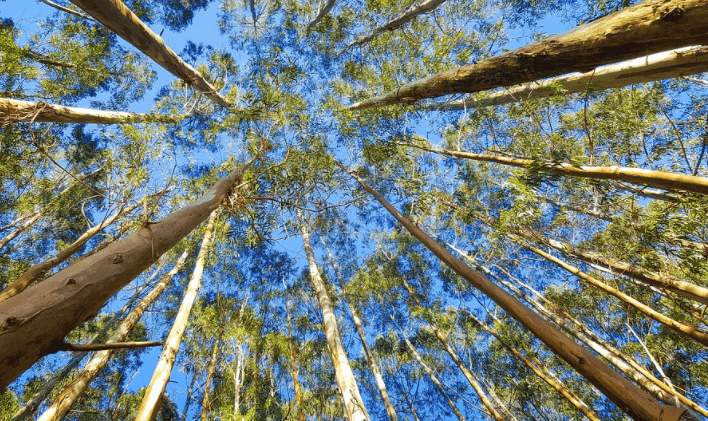 Eucalipto é uma forma econômica para adquirir sombra na propriedade rural Eucalipto é uma forma econômica para adquirir sombra na propriedade rural