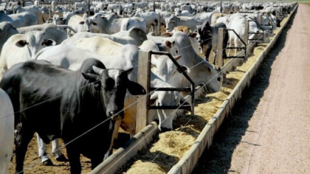 Confinamento de bovino de corte: qual o peso ideal?