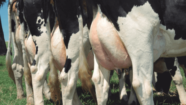 7 passos para aumentar a produção de leite bovino