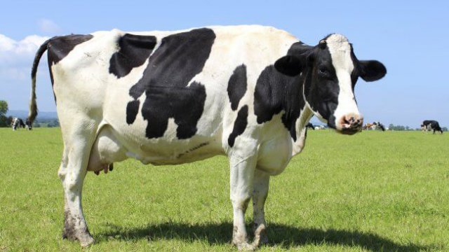 Como prevenir e tratar cãibra na perna das vacas?