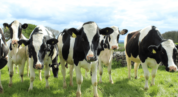 Cio da vaca: como identificar