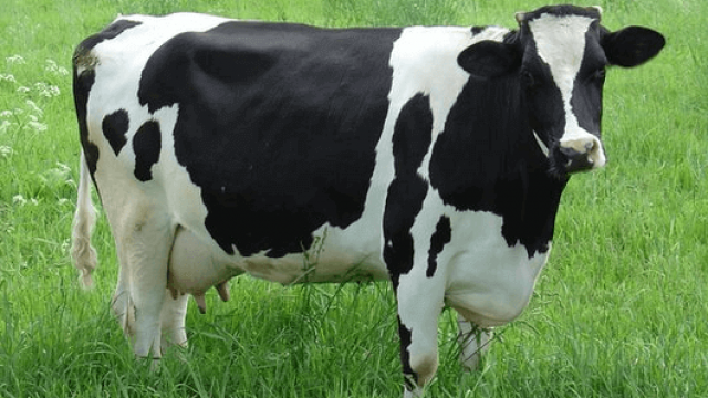 Como identificar o cio de bovinos?