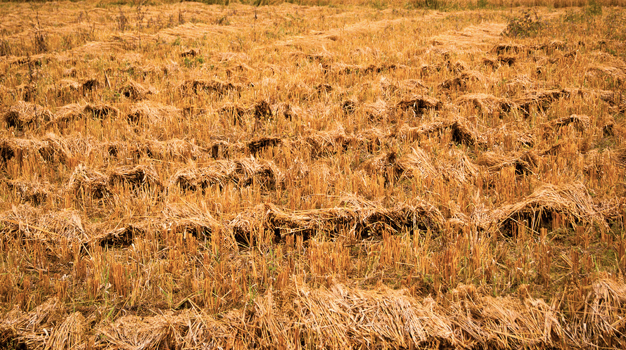 Manejo de pasto no período da seca