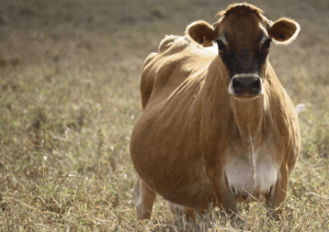 Oferecer nutrição ideal para vacas prenhas auxilia na saúde do bezerro.