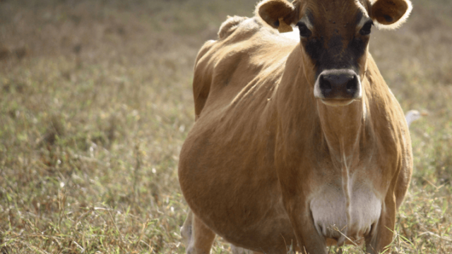 Nutrição ideal para vacas prenhas
